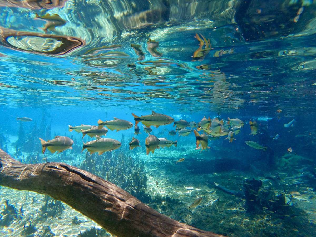 Bonito 5 Dias e 4 Noites 